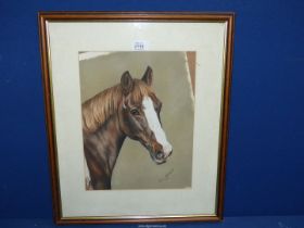 A framed and mounted Karen Herbert pet Portrait depicting a horse, signed lower right, dated 2000,