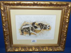 A signed Print by Patrick A. Oxenham depicting badgers.