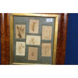 A period maple frame containing Specimens of seaweed from Scarborough 1832, Brighton, Torquay,