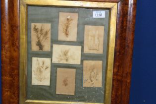 A period maple frame containing Specimens of seaweed from Scarborough 1832, Brighton, Torquay,