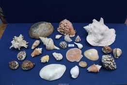A box of shells including; Conch, Clam, etc.