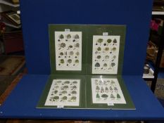 Four clip framed Tree Charts of Britain and Northern Europe to include; Conifers,