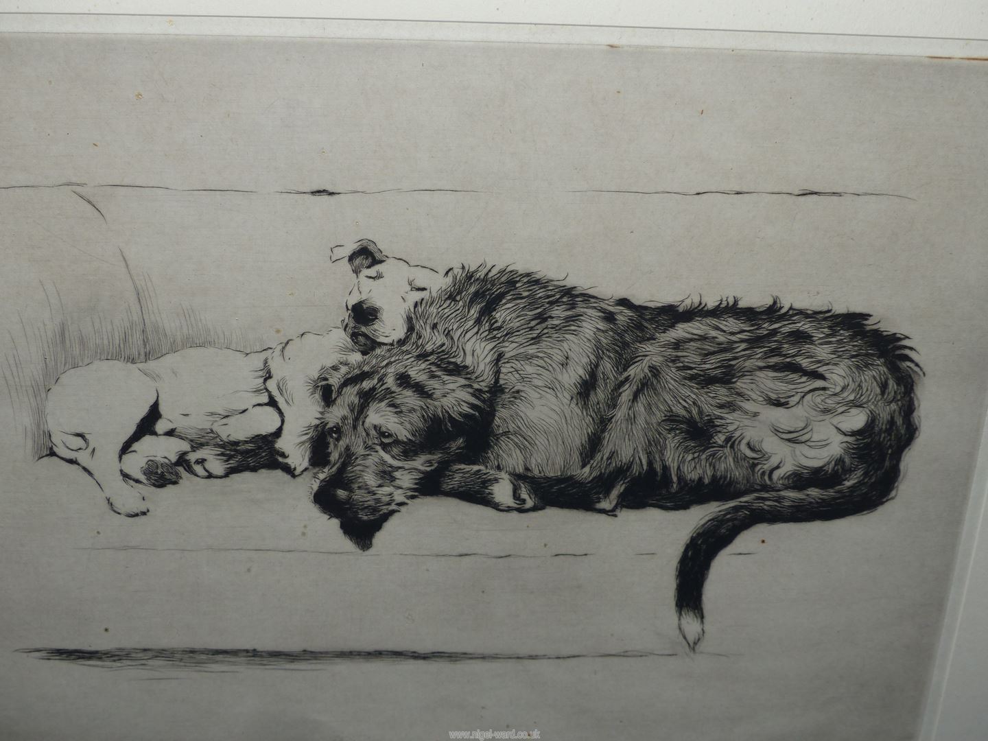 A framed and mounted Cecil Aldin Etching titled 'Sleeping Partners', signed, 19 3/4" x 15 3/4". - Image 3 of 3