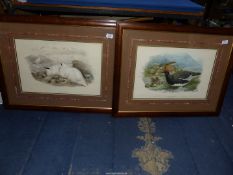 A pair of large framed Prints by J. Wolf and H.C.
