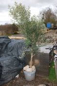 An Olive tree.