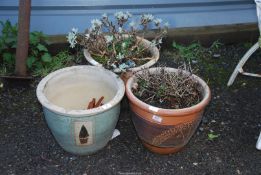 Three glazed Planters (two with shrubs).