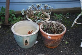 Three glazed Planters (two with shrubs).