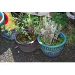 Two glazed Planters with shrubs.