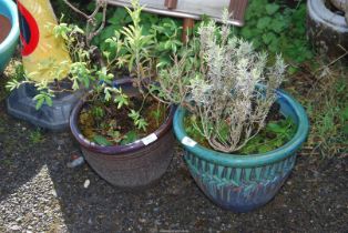 Two glazed Planters with shrubs.