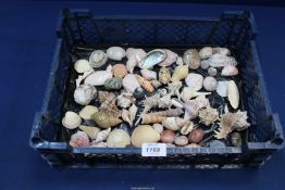 A box of shells.
