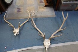 Two pairs of Stag Antlers.