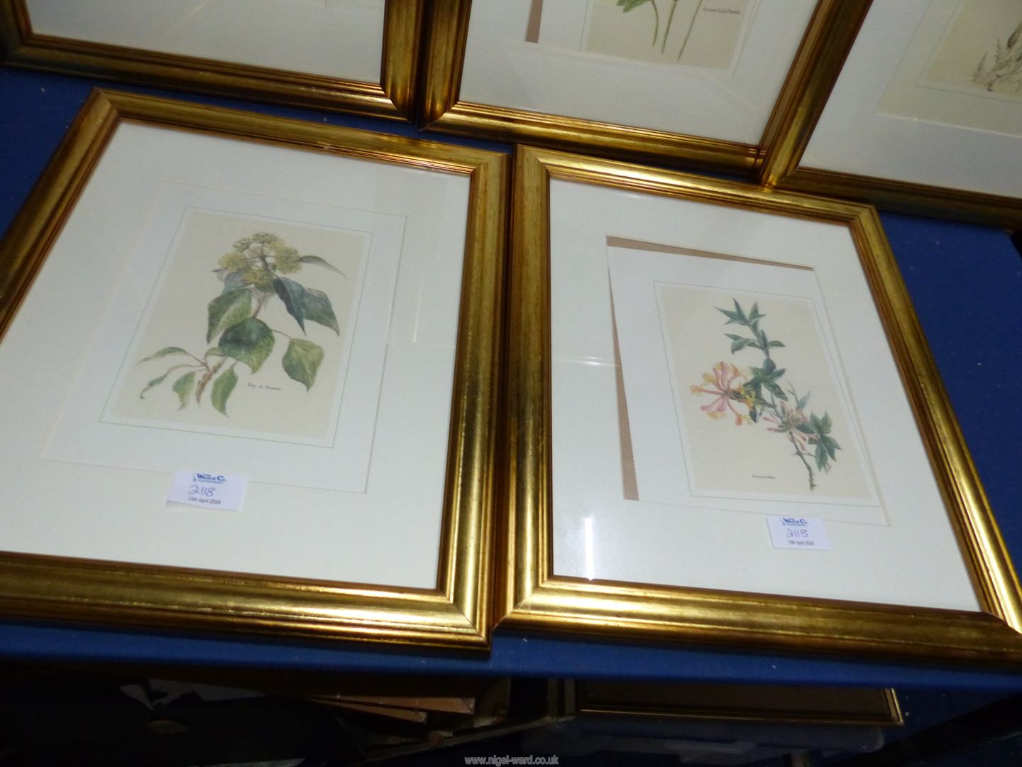 Five framed and mounted floral Prints to include; Ivy in flower, Honeysuckle, Great Bindweed, - Image 4 of 4