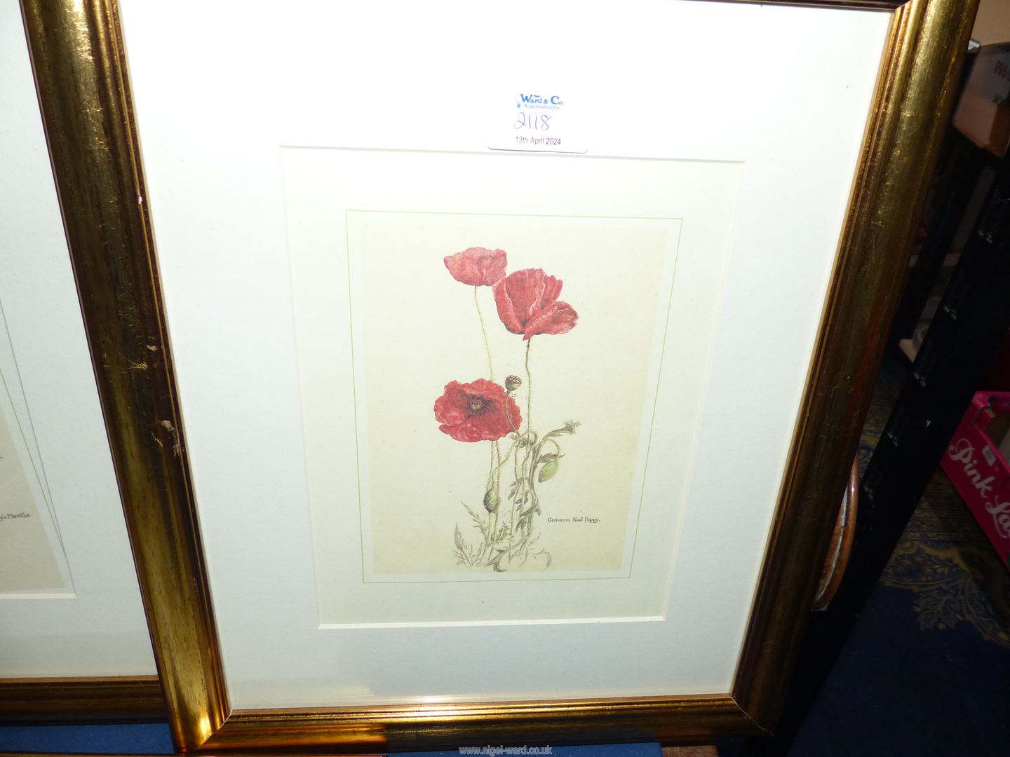 Five framed and mounted floral Prints to include; Ivy in flower, Honeysuckle, Great Bindweed, - Image 3 of 4