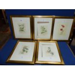 Five framed and mounted floral Prints to include; Ivy in flower, Honeysuckle, Great Bindweed,