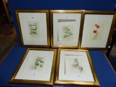 Five framed and mounted floral Prints to include; Ivy in flower, Honeysuckle, Great Bindweed,