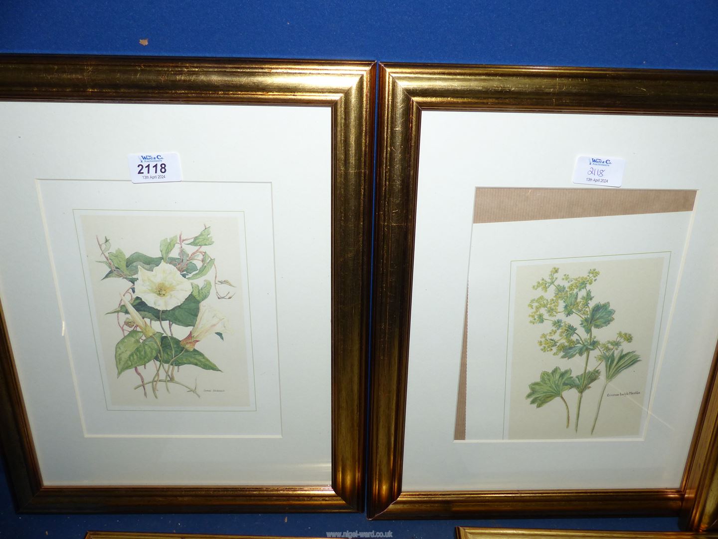 Five framed and mounted floral Prints to include; Ivy in flower, Honeysuckle, Great Bindweed, - Image 2 of 4