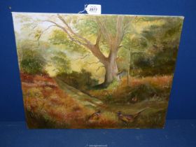 An unframed Oil on canvas of three Cock pheasants beside a track and large oak tree, signed R.