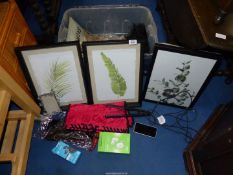 Three framed pictures of foliage, a lady's corset and a wig.