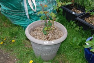 A rose in a plastic planter.