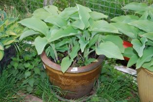 A planter with Hosta - 12" high, with saucer.