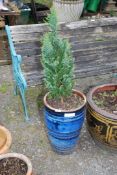 A tall blue glazed planter with a conifer planted.