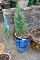 A tall blue glazed planter with a conifer planted.