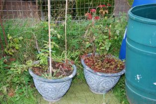 Two fibre glass planters with a rose and Clematis.