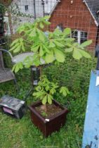 A square brown glazed planter, 14" square, 12" deep, planted with a horse chestnut.