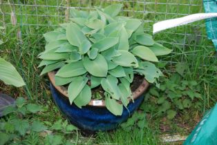 A large blue glazed planter 20" diameter x 13" deep, with Hosta.