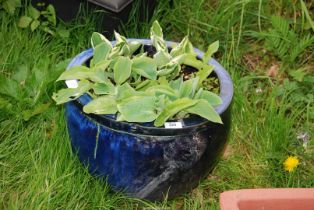 A blue glazed planter with shrub, 17" x 10" deep.