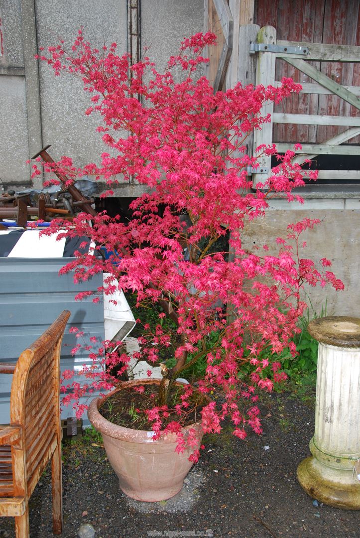 A potted red Acer Tree.