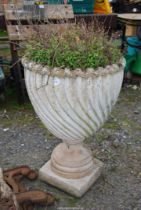 A large planter with shrub, 26 1/2" high x 17 1/2" diameter.