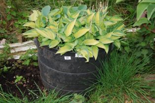 A plastic planter with variegated Hosta 141/2" high.