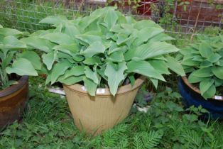 A cream coloured planter with Hosta, 15" high.