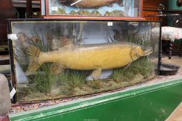 A large Taxidermy of a Pike by J.