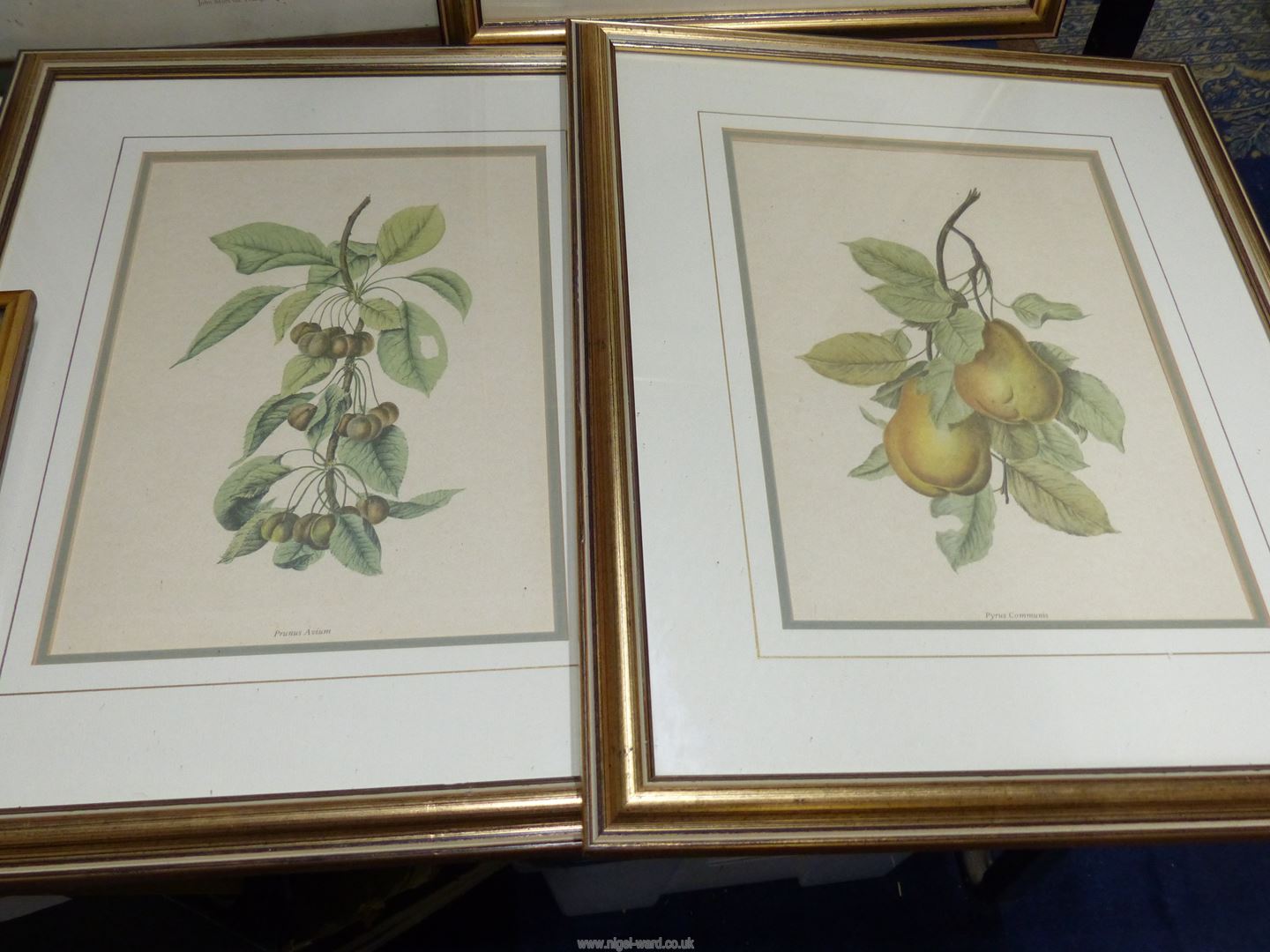 A quantity of prints to include Fruit, Diane Elson cats, Limited Edition Lakeside print, - Image 3 of 5