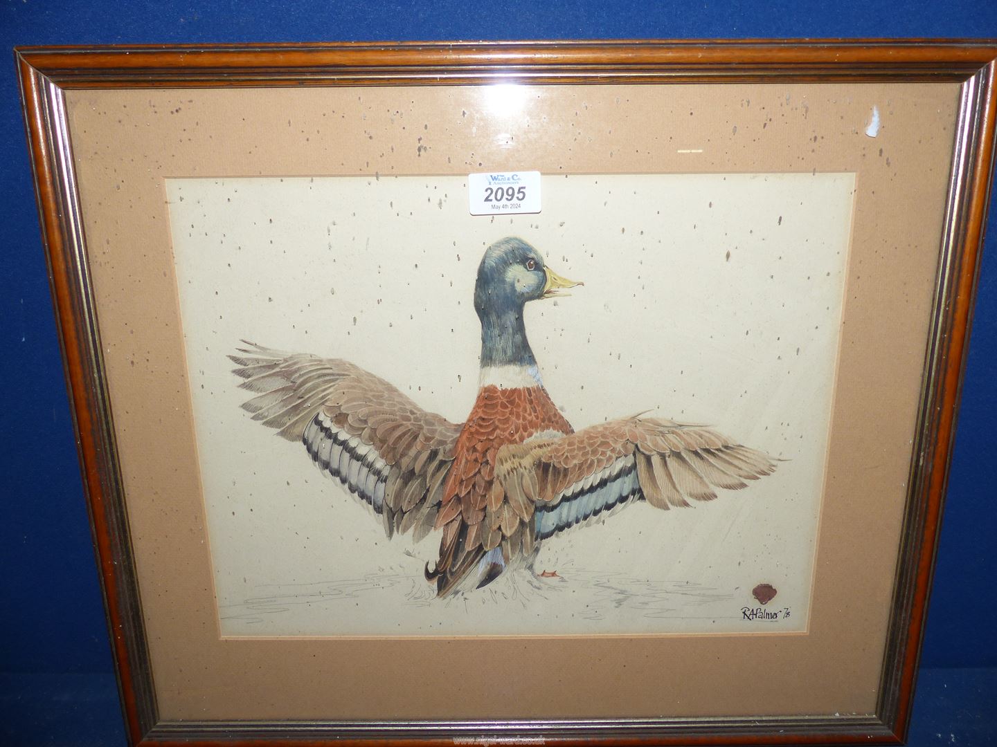 A framed and mounted Watercolour of a Duck with outstretched wings. Signed lower right R.A.