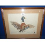 A framed and mounted Watercolour of a Duck with outstretched wings. Signed lower right R.A.