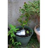 A potted Camellia.