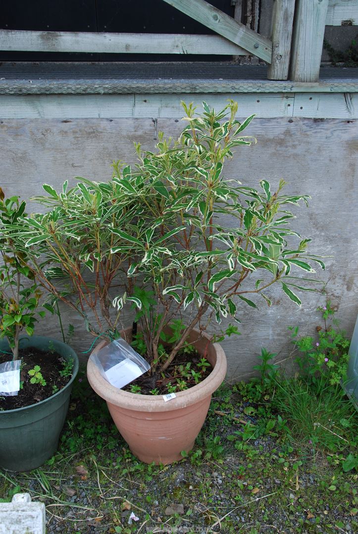 A potted Rhododendron.