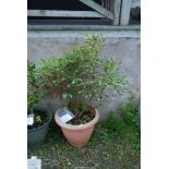 A potted Rhododendron.