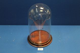 A large Glass Dome, 12" high, 6 5/8" diameter, standing on a turned mahogany base.