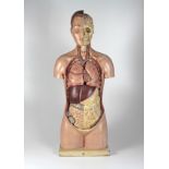 Anatomisches Modell vom menschlichen Torso