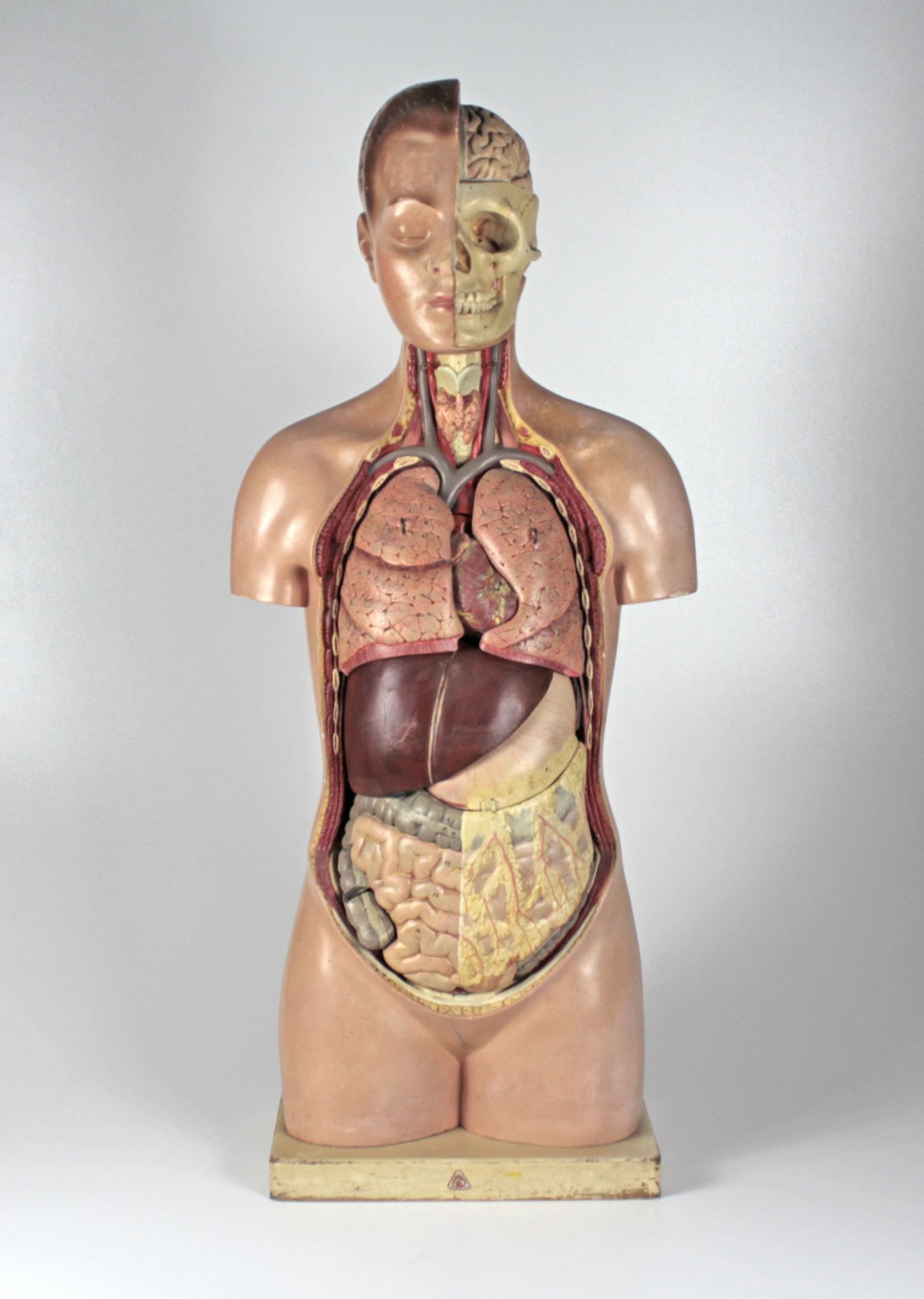 Anatomisches Modell vom menschlichen Torso