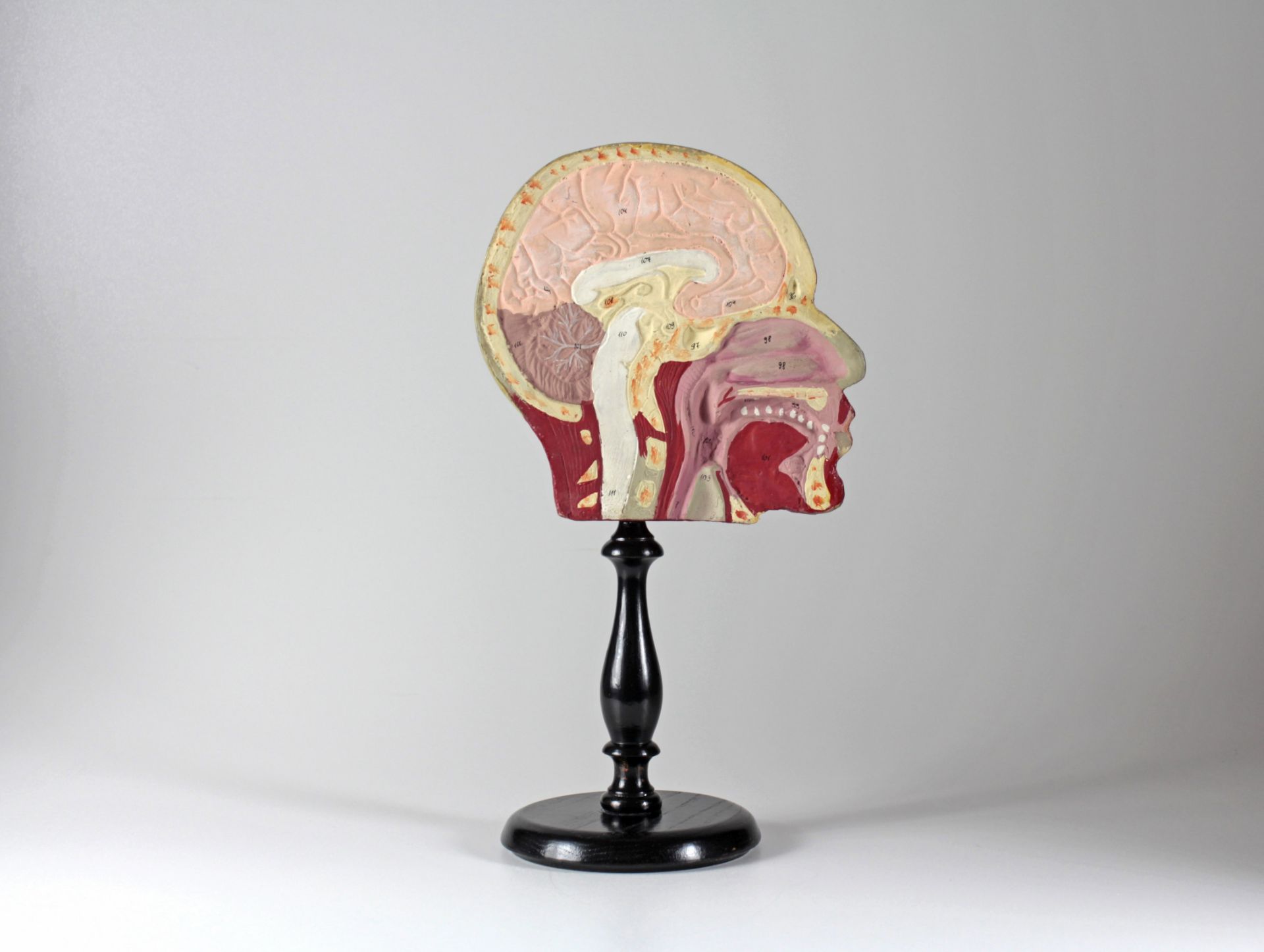 Anatomisches Schnittmodell eines menschlichen Kopfes - Bild 3 aus 3