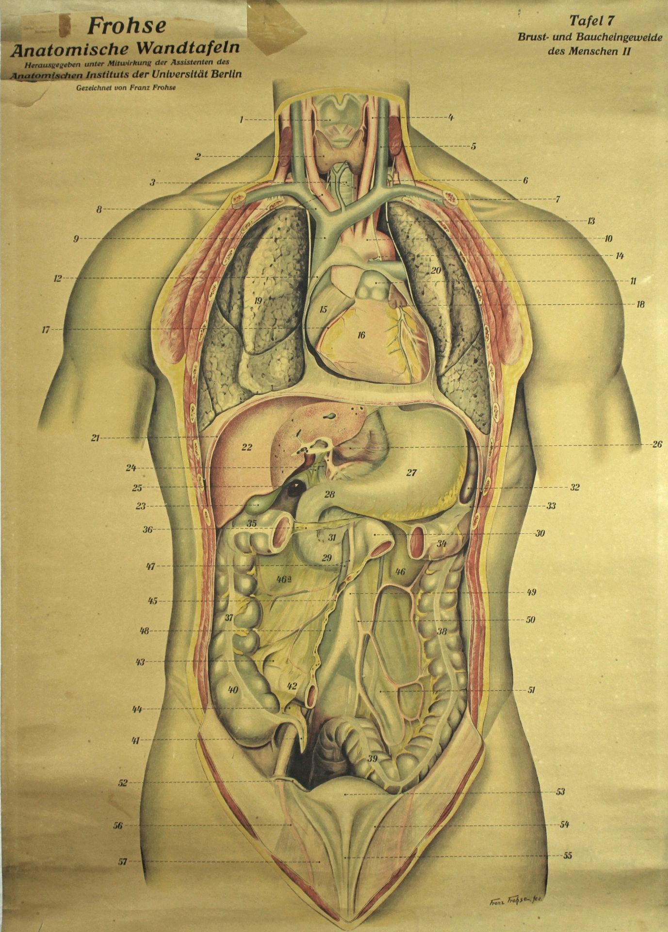 Sammlung von 17 anatomischen Schulwandtafeln zur Humanmedizin