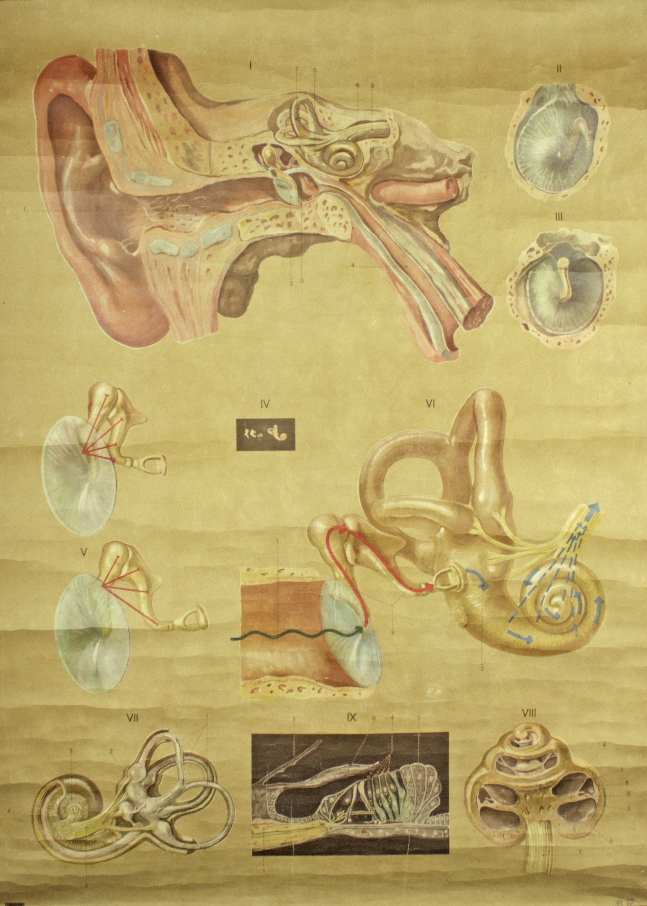 Sammlung von 17 anatomischen Schulwandtafeln zur Humanmedizin - Bild 3 aus 3