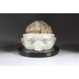 Seltenes anatomisches Modell des menschlichen Gehirns