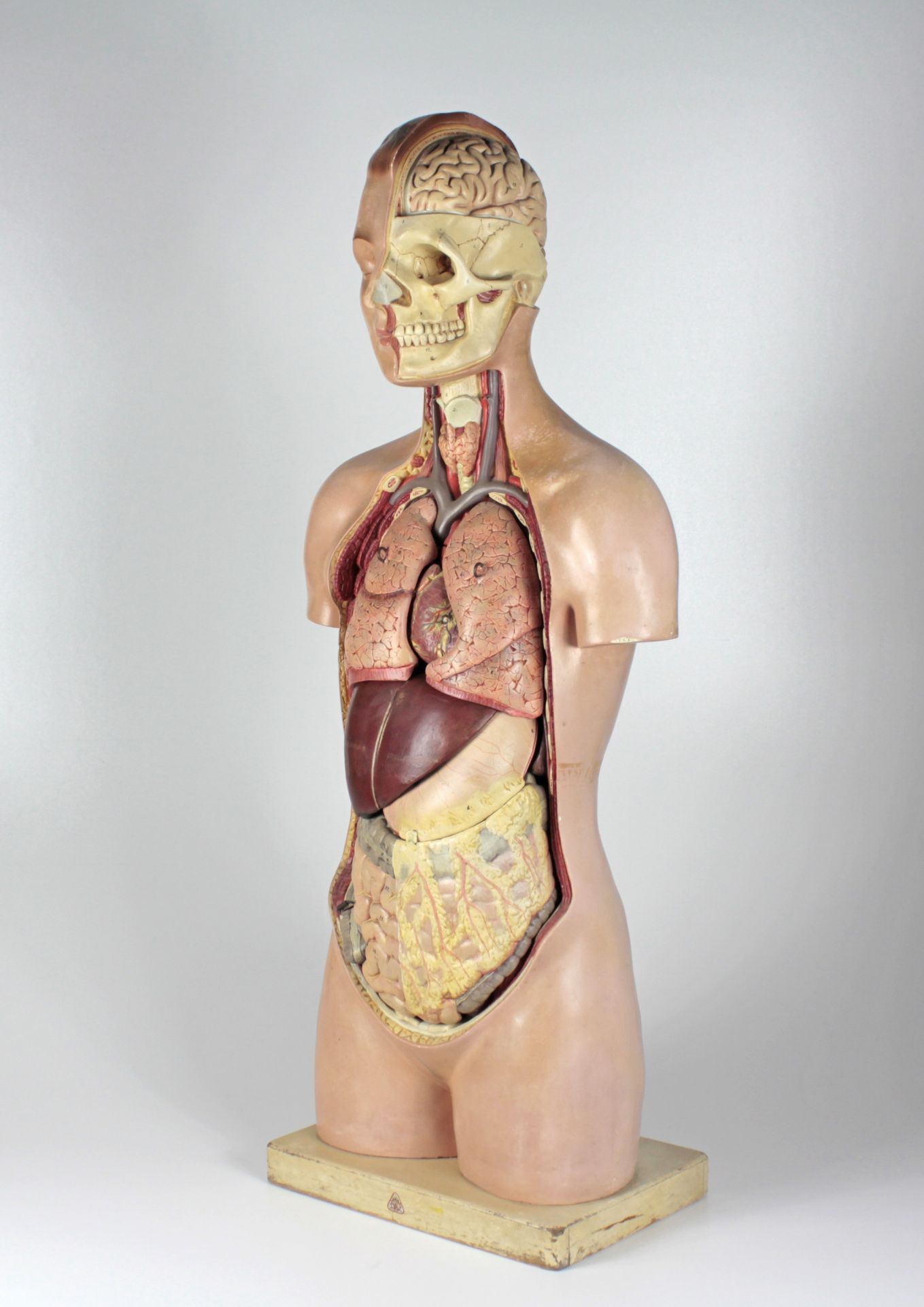 Anatomisches Modell vom menschlichen Torso - Bild 2 aus 4