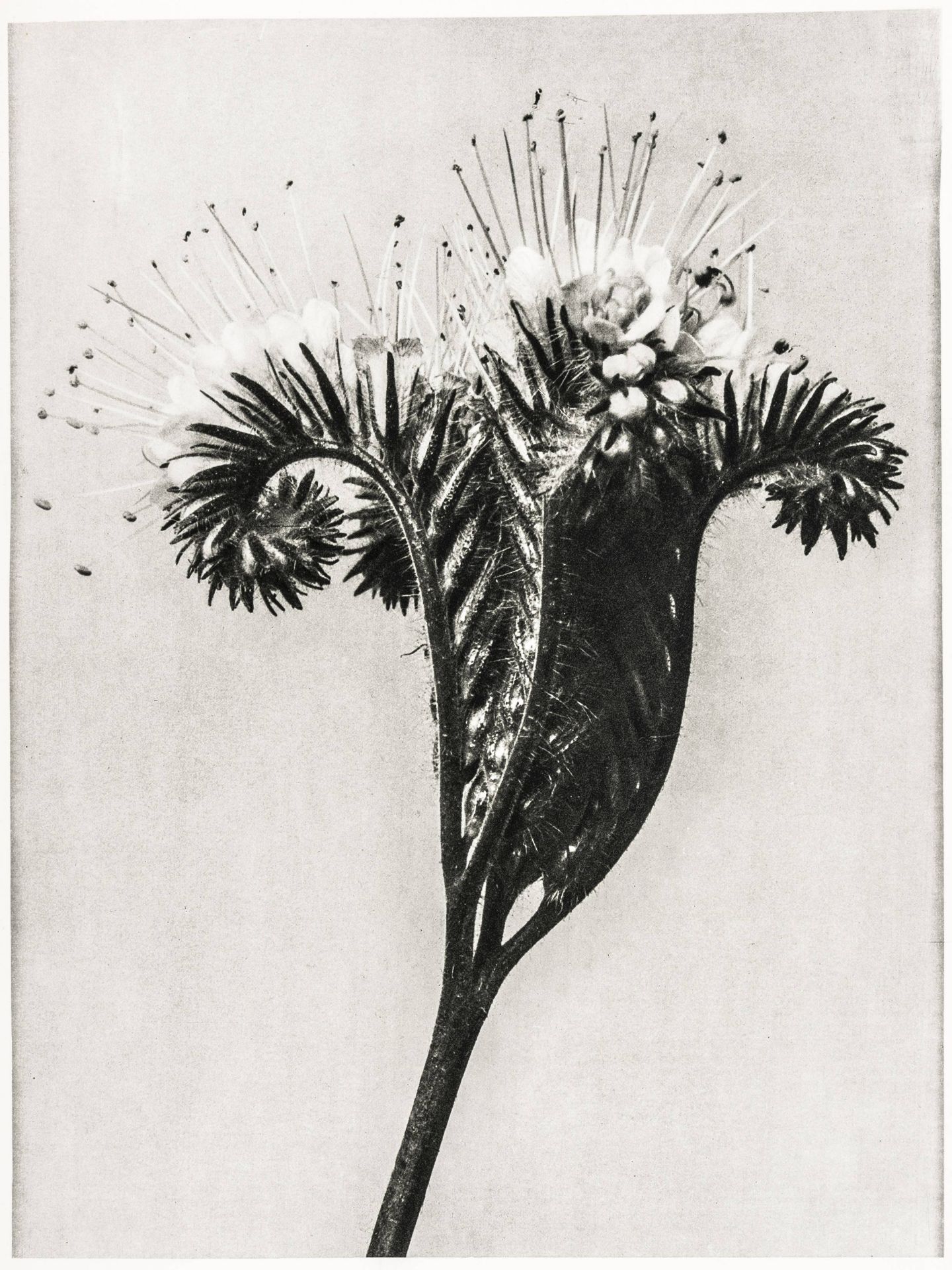 Blossfeldt, Karl. Urformen der Kunst. - Image 4 of 4